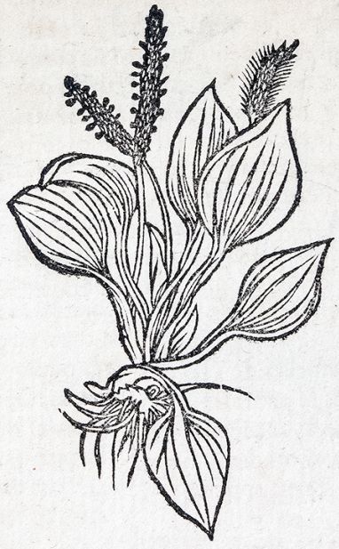 Mittelalterliche Zeichnung einer Blütenpflanze