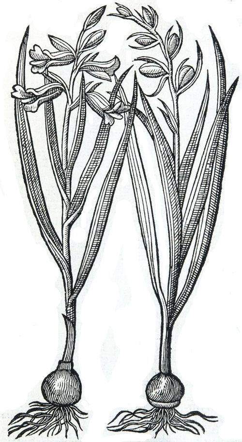 Mittelalterliche Zeichnung von zwei Blütenpflanzen.