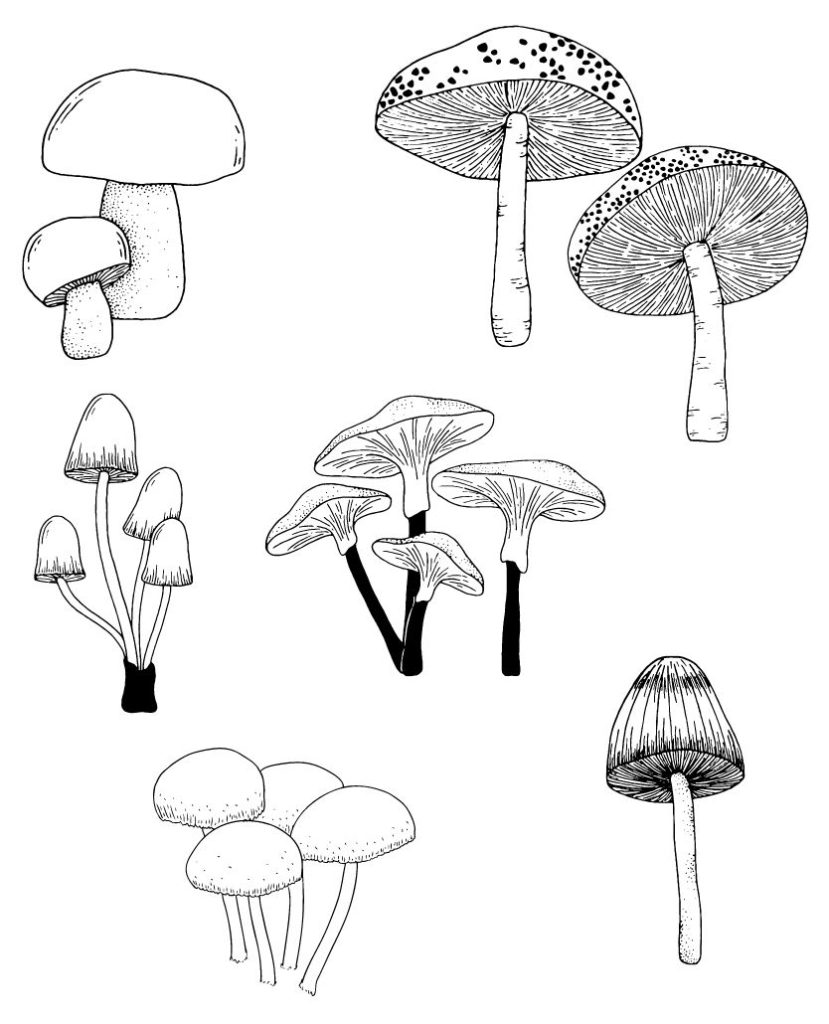 Bilder von Pilzen.